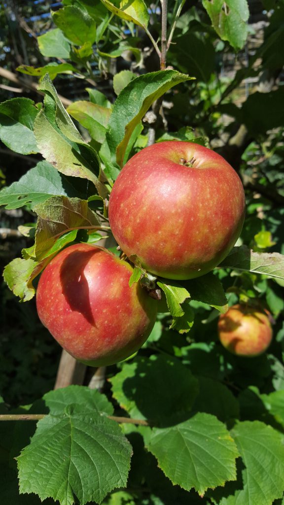 Appels in de appelboom