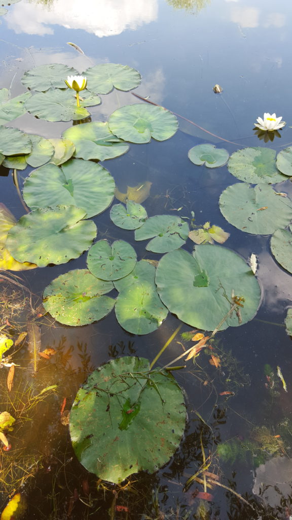 Waterlelies afbeelding bij izr-methode